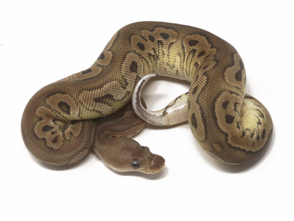 Clown Cinnamon (Female)