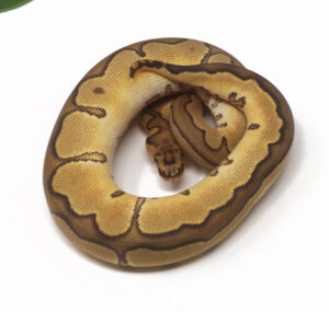 30-9A-Clown-Enchi-Cinnamon_2026-300x285 30-9A Clown Enchi Cinnamon_2026