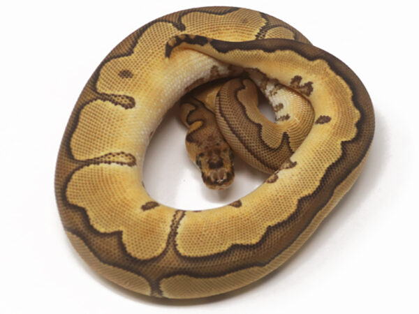 Clown Enchi Cinnamon (Female)