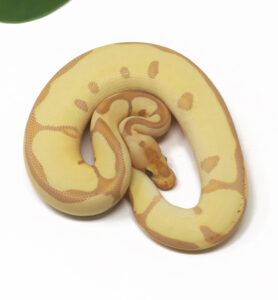 30-9C-Banana-Clown-Leopard-Enchi_2026-278x300 30-9C Banana Clown Leopard Enchi_2026