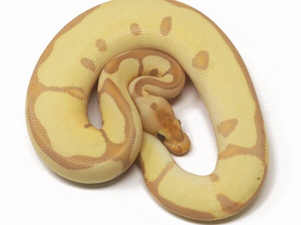 Banana Clown Leopard Enchi (Male)