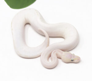 31-10A-Blue-Eye-Leucistic_2026-300x266 31-10A Blue Eye Leucistic_2026