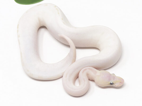 Blue Eye Leucistic (Female)