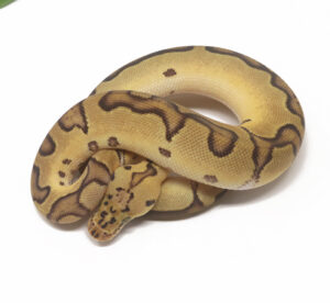 31-10B-Clown-Enchi-Pastel_2026-300x276 31-10B Clown Enchi Pastel_2026