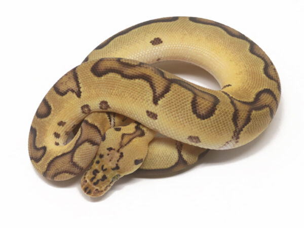 Clown Enchi Pastel (Male)