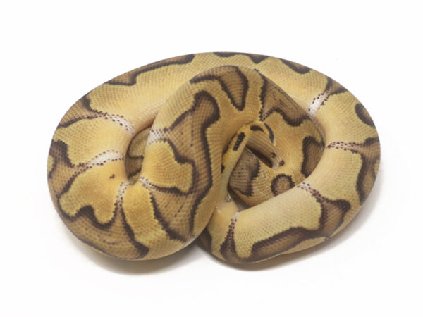 Clown Enchi Pastel (Male)
