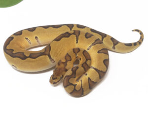 31-11A-Clown-Enchi_2026-300x237 31-11A Clown Enchi_2026