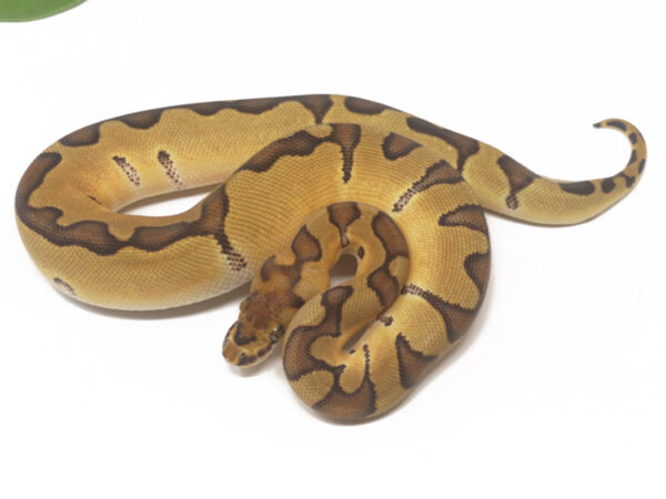 Clown Enchi (Female)