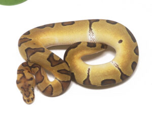 31-11B-Clown-Enchi_2026-300x241 31-11B Clown Enchi_2026