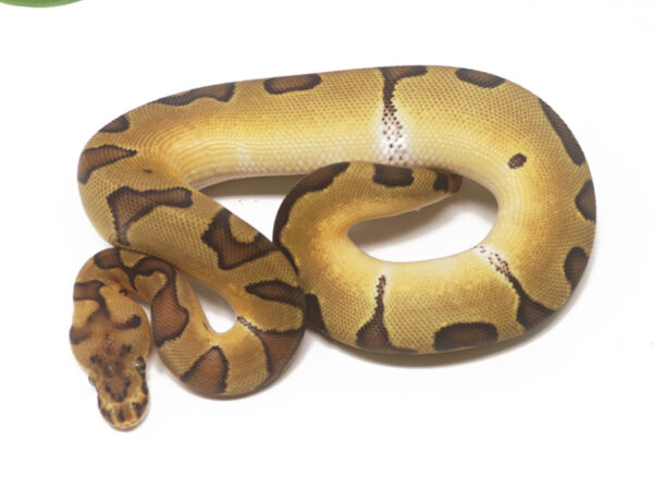 Clown Enchi (Female)