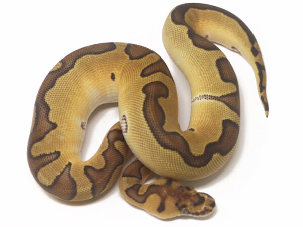 Clown Enchi (Female)