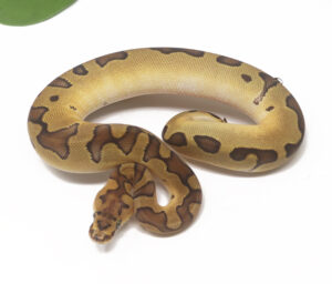 31-12A-Clown-Enchi_2026-300x256 31-12A Clown Enchi_2026