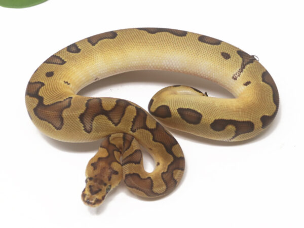 Clown Enchi (Female)