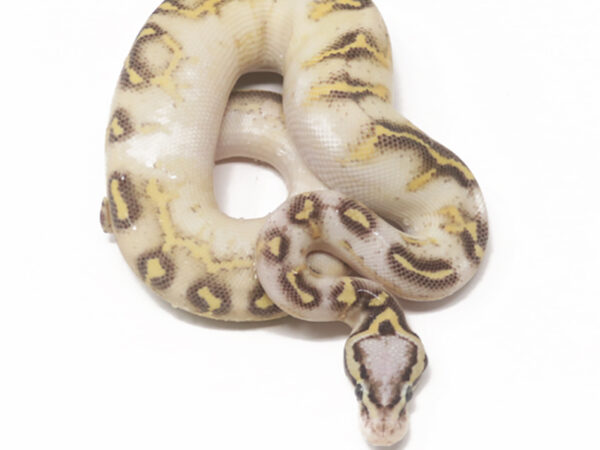 Super Gravel Pastel (Male)