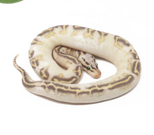 31-13A-Super-Gravel-Pastel_2026-300x263 31-13A Super Gravel Pastel_2026
