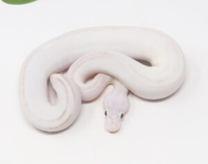 31-14A-Ivory-Pastel_2026-300x237 31-14A Ivory Pastel_2026