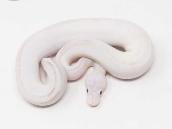 Ivory Pastel (Male)