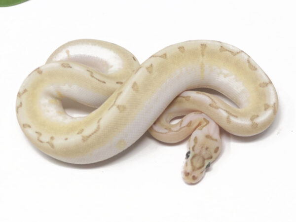 Bamboo Enchi Pin (Female)