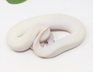 31-16A-Blue-Eye-Leucistic_2026-300x232 31-16A Blue Eye Leucistic_2026