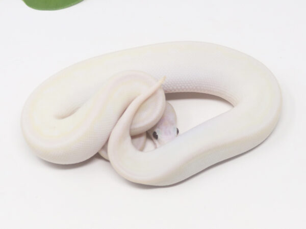 Blue Eye Leucistic (Female)