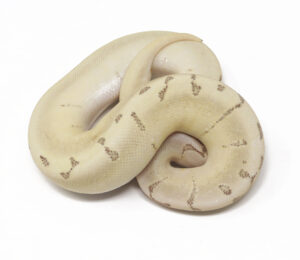 31-16B-Bamboo-Leopard-Enchi-Pin_2026-300x260 31-16B Bamboo Leopard Enchi Pin_2026