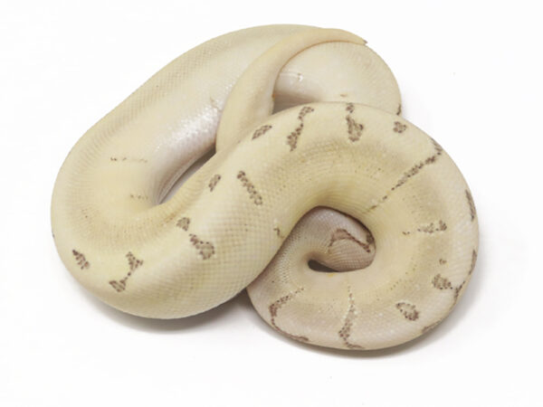 Bamboo Leopard Enchi Pin (Female)