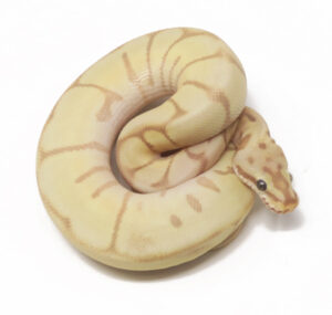 31-17C-Banana-Leopard-Enchi-Woma_2026-300x285 31-17C Banana Leopard Enchi Woma_2026