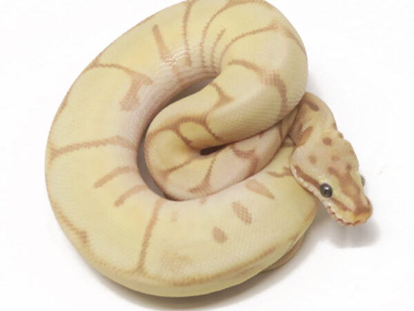 Banana Leopard Enchi Woma (Male)