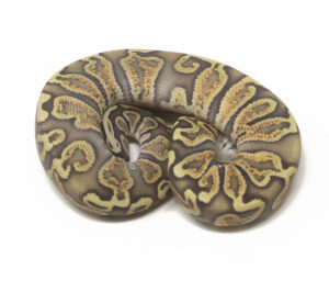 31-1A-GHI-Pastel-Ghost_2026-300x266 31-1A GHI Pastel Ghost_2026