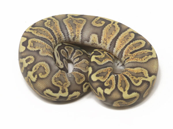 GHI Pastel Ghost (Female)