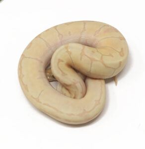 31-1B-Banana-Enchi-Pin_2026-292x300 31-1B Banana Enchi Pin_2026
