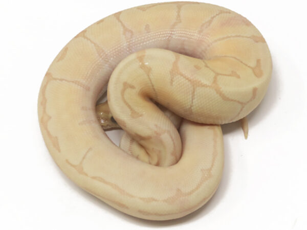 Banana Enchi Pin (Female)