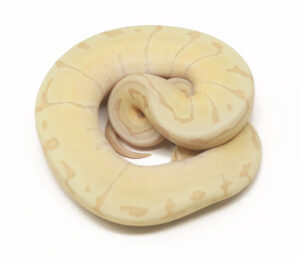 31-1C-Banana-Enchi-Pin_2026-300x261 31-1C Banana Enchi Pin_2026