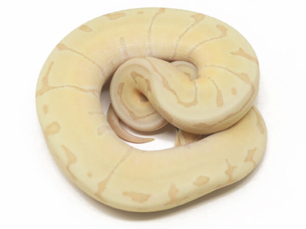 Banana Enchi Pin (Male)