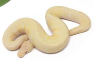 31-4A-Albino-Pin_2026-300x214 31-4A Albino Pin_2026