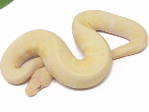 Albino Pin (Male)