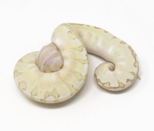 31-5C-Bamboo-GHI-Pastel-Spotnose_2026-300x255 31-5C Bamboo GHI Pastel Spotnose_2026