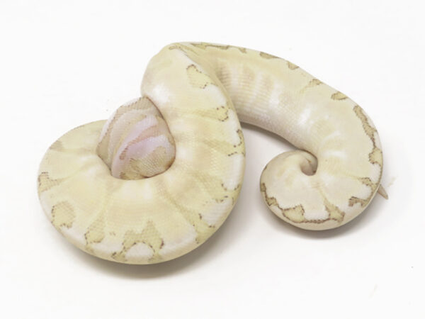 Bamboo GHI Pastel Spotnose (Female)