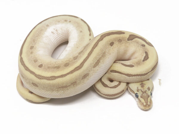 Bamboo Leopard Spotnose Enchi (Female)