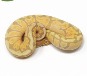 31-6B-Banana-GHI-Enchi-Spotnose_2026-300x264 31-6B Banana GHI Enchi Spotnose_2026