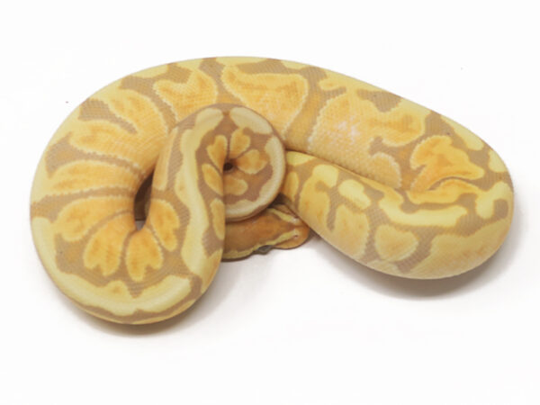 Banana GHI Enchi Spotnose (Female)