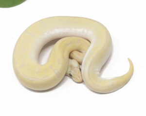 31-6C-Banana-Bamboo-Leopard-Spotnose-Enchi_2026-300x238 31-6C Banana Bamboo Leopard Spotnose Enchi_2026