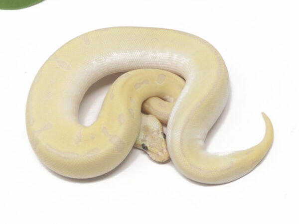 Banana Bamboo Leopard Spotnose Enchi (Male)