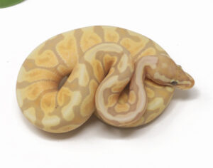 31-7A-Banana-GHI-Enchi-Spotnose_2026-300x236 31-7A Banana GHI Enchi Spotnose_2026