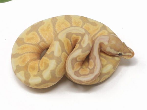 Banana GHI Enchi Spotnose (Male)