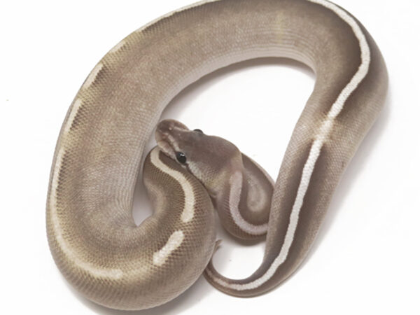 GHI Mojave Cinnamon (Male)