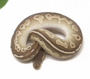 31-8C-Cinnamon-Mojave_2026-300x261 31-8C Cinnamon Mojave_2026