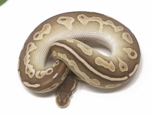 Cinnamon Mojave (Male)