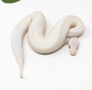 31-9C-Blue-Eye-Leucistic_2026-300x293 31-9C Blue Eye Leucistic_2026