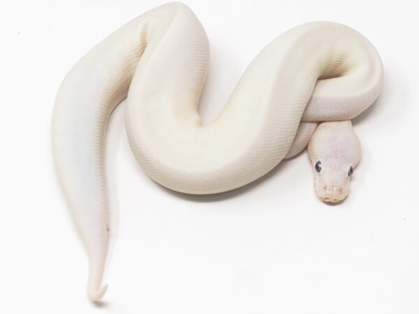 Blue Eye Leucistic (Female)